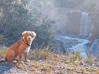 Nova Scotia Duck Tolling Retriever-Beitrag-Bild