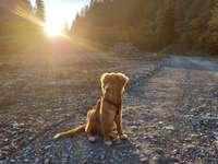 Nova Scotia Duck Tolling Retriever-Beitrag-Bild