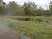 Hundeauslaufgebiet-Uhlenbruch-Bild