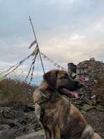 Hundeauslaufgebiet-Little Tibet-Bild