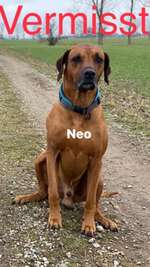 Suchmeldung-Neo-Bild