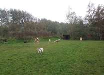 Hundeauslaufgebiet-Auslaufgebiet im Ort-Bild