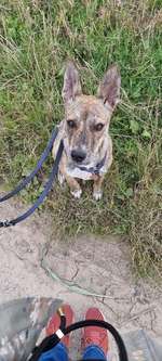 Welpe kontrolliert Katzen-Beitrag-Bild