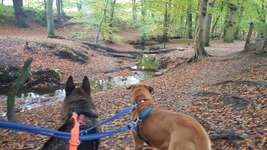 Hundeauslaufgebiet-Becke-Bild