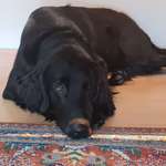 Ersteller:in Sigried Profilbild