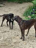 Hundeauslaufgebiet-Mainstrand-Bild