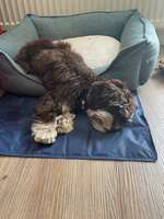 Zeigt eure Schützlinge aus dem Tierschutz Deutschland-Beitrag-Bild