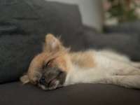 Junghund bellt Menschen an-Beitrag-Bild