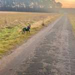 Hundeauslaufgebiet-Am Lahrberg-Bild