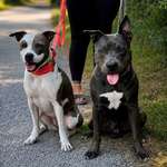 🔎 GESUCHT: Geschwister & Halbgeschwister von Harley & Sky! 🐾-Beitrag-Bild