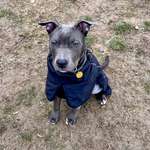 Hundeauslaufgebiet-Hunde-Freilauf-Wiese Immensen-Bild