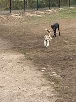 Hundeauslaufgebiet-Lichterfelde Barnackufer-Bild