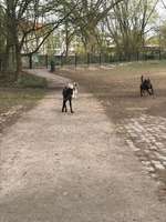 Hundeauslaufgebiet-Lichterfelde Barnackufer-Bild