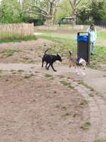 Hundeauslaufgebiet-Lichterfelde Barnackufer-Bild