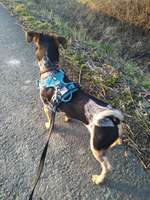 Passendes Brustgeschirr-Beitrag-Bild