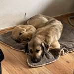 Ersteller:in Selina Profilbild