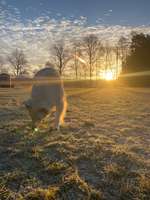 Hundeauslaufgebiet-Pfadfinder stelle-Bild