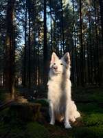 Hundeauslaufgebiet-Rantzauer Forst / Norderstedt-Bild