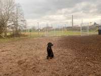 Hundeauslaufgebiet-Hundewiese Hanau-Bild