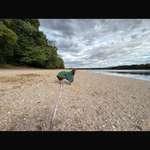 Hundestrand-Moritzsee-Bild