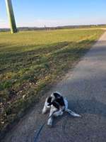 Hundeauslaufgebiet-Bleck, Holtwick-Bild