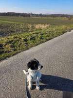 Hundeauslaufgebiet-Bleck, Holtwick-Bild