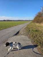 Hundeauslaufgebiet-Bleck, Holtwick-Bild