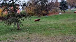 Hundeauslaufgebiet-Hundeauslaufzone am Strandübergang 14 (Surfschule Zingst)-Bild