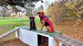 Hundeauslaufgebiet-Hundeauslaufzone am Strandübergang 14 (Surfschule Zingst)-Bild