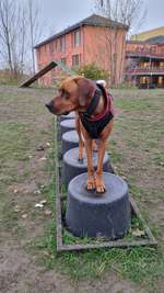 Hundeauslaufgebiet-Hundeauslaufzone am Strandübergang 14 (Surfschule Zingst)-Bild