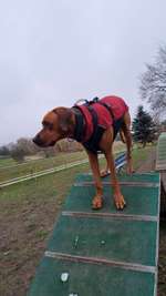 Hundeauslaufgebiet-Hundeauslaufzone am Strandübergang 14 (Surfschule Zingst)-Bild