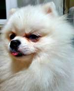 Suchmeldung-Sisi-Bild