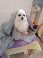 Suchmeldung-Sisi-Bild