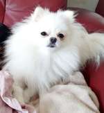 Suchmeldung-Sisi-Bild