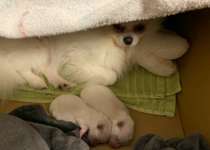 Suchmeldung-Sisi-Bild