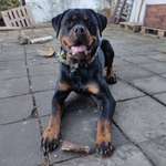 Ersteller:in Josi Profilbild