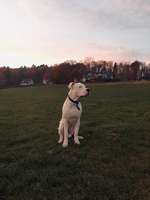 Dogo Argentino Freunde-Beitrag-Bild