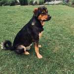 Rottweiler/-Mischlinge-Beitrag-Bild