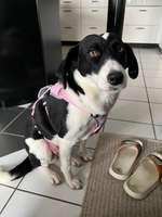 Rassen raten (Tierschutzhündin aus Kroatien)-Beitrag-Bild