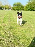 Hundeauslaufgebiet-Stadtpark-Bild