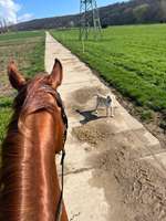 Wie versteht mein Hund dass er nicht unter Koppelzäunen durch gehen darf?-Beitrag-Bild