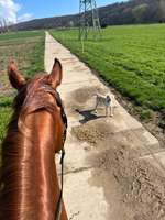 Wie versteht mein Hund dass er nicht unter Koppelzäunen durch gehen darf?-Beitrag-Bild