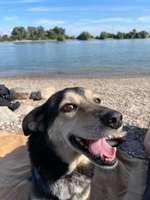 Hundeauslaufgebiet-Hundestrand Oppenheim-Bild