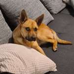 Ersteller:in Norman Profilbild