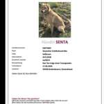 Suchmeldung-Senta-Bild