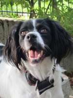 Epagneul Breton-Beitrag-Bild