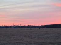 Hundeauslaufgebiet-Panzerwiese-Bild