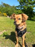 Blut im Stuhl-Beitrag-Bild