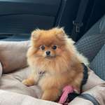 Pomeranian sauber machen im Herbst-Beitrag-Bild