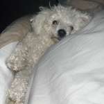 Ersteller:in Lola Profilbild